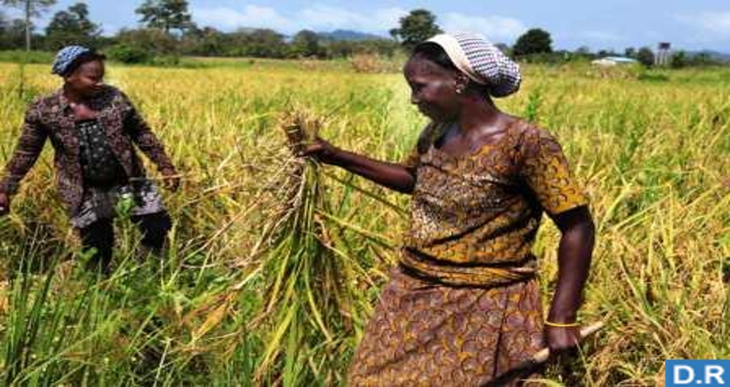 Sahel Niger 2022 : Focus sur les contraintes majeures de l’agro-business chez les femmes et les jeunes (2ème encadré)