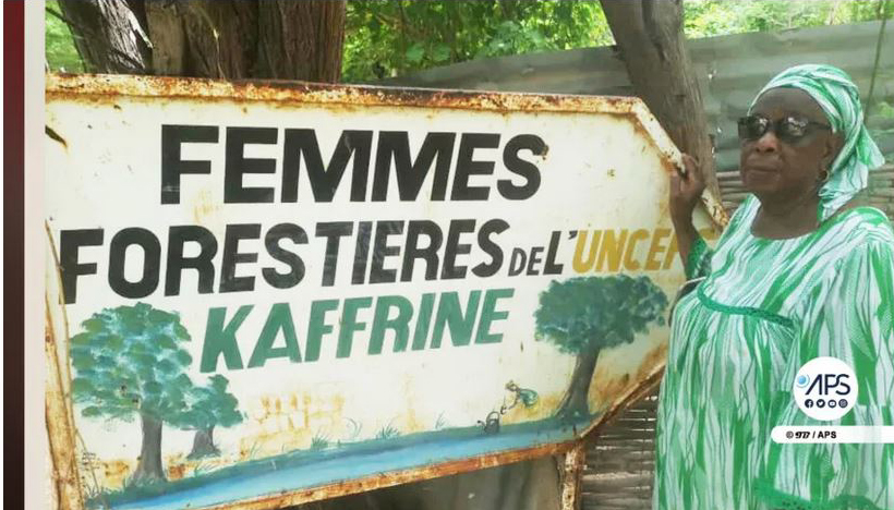 Femmes forestières de Kaffrine, un engagement au féminin contre la désertification